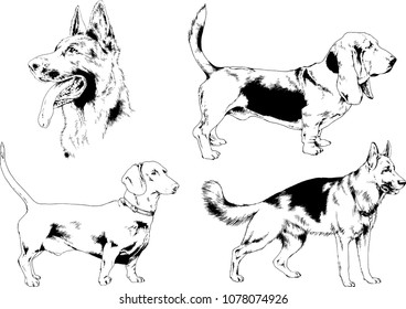 vector drawings sketches pedigree dogs in the racks drawn in ink by hand , objects with no background
