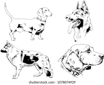 vector drawings sketches pedigree dogs in the racks drawn in ink by hand , objects with no background
