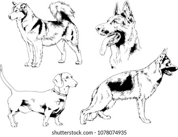 vector drawings sketches pedigree dogs in the racks drawn in ink by hand , objects with no background
