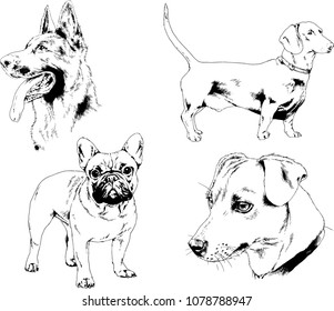 vector drawings sketches pedigree dogs drawn in ink by hand , objects with no background
