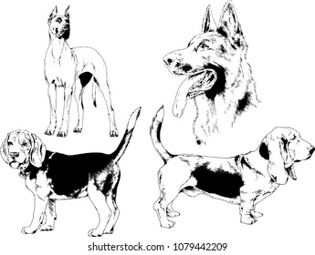 vector drawings sketches pedigree dogs in the racks drawn in ink by hand , objects with no background
