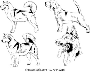 vector drawings sketches pedigree dogs in the racks drawn in ink by hand , objects with no background
