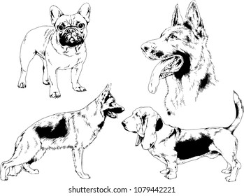 vector drawings sketches pedigree dogs in the racks drawn in ink by hand , objects with no background
