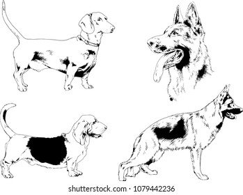 vector drawings sketches pedigree dogs in the racks drawn in ink by hand , objects with no background
