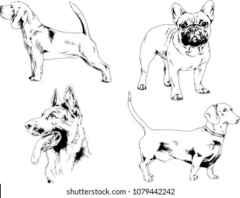 vector drawings sketches pedigree dogs in the racks drawn in ink by hand , objects with no background
