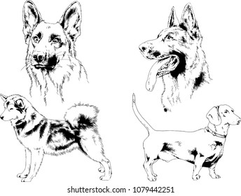 vector drawings sketches pedigree dogs in the racks drawn in ink by hand , objects with no background
