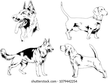 vector drawings sketches pedigree dogs in the racks drawn in ink by hand , objects with no background
