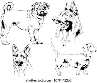 vector drawings sketches pedigree dogs in the racks drawn in ink by hand , objects with no background
