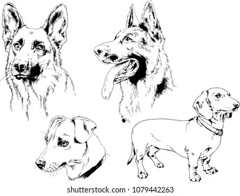 vector drawings sketches pedigree dogs in the racks drawn in ink by hand , objects with no background
