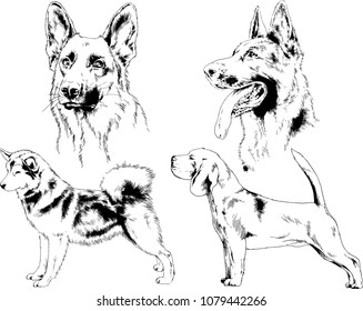 vector drawings sketches pedigree dogs in the racks drawn in ink by hand , objects with no background
