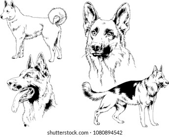 vector drawings sketches pedigree dogs in the racks drawn in ink by hand , objects with no background

