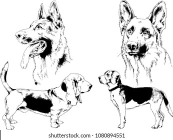 vector drawings sketches pedigree dogs in the racks drawn in ink by hand , objects with no background
