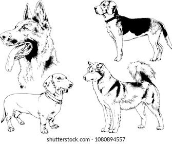 vector drawings sketches pedigree dogs in the racks drawn in ink by hand , objects with no background
