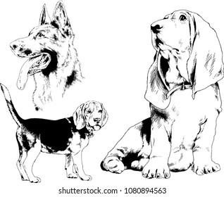 vector drawings sketches pedigree dogs in the racks drawn in ink by hand , objects with no background
