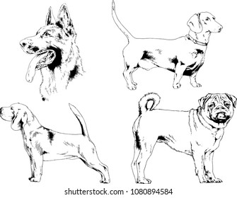 vector drawings sketches pedigree dogs in the racks drawn in ink by hand , objects with no background
