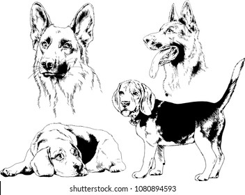 vector drawings sketches pedigree dogs in the racks drawn in ink by hand , objects with no background
