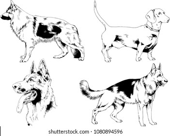 vector drawings sketches pedigree dogs in the racks drawn in ink by hand , objects with no background
