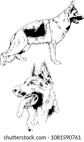 vector drawings sketches pedigree dogs in the racks drawn in ink by hand , objects with no background
