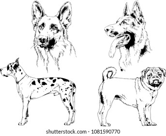 vector drawings sketches pedigree dogs in the racks drawn in ink by hand , objects with no background
