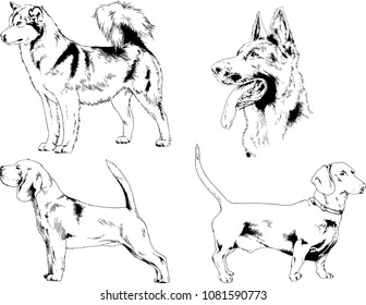vector drawings sketches pedigree dogs in the racks drawn in ink by hand , objects with no background
