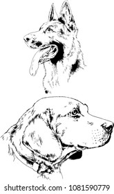 vector drawings sketches pedigree dogs in the racks drawn in ink by hand , objects with no background
