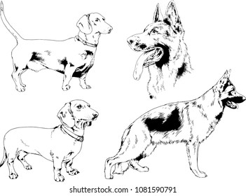 vector drawings sketches pedigree dogs in the racks drawn in ink by hand , objects with no background
