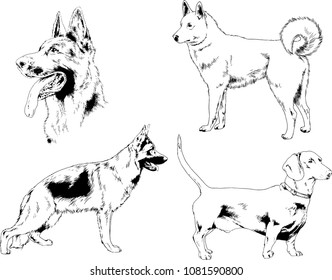 vector drawings sketches pedigree dogs in the racks drawn in ink by hand , objects with no background

