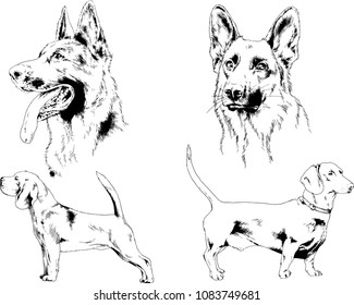 vector drawings sketches pedigree dogs in the racks drawn in ink by hand , objects with no background
