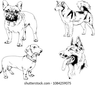 vector drawings sketches pedigree dogs in the racks drawn in ink by hand , objects with no background
