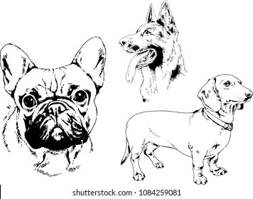 vector drawings sketches pedigree dogs in the racks drawn in ink by hand , objects with no background
