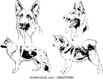 vector drawings sketches pedigree dogs in the racks drawn in ink by hand , objects with no background
