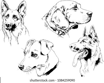 vector drawings sketches pedigree dogs in the racks drawn in ink by hand , objects with no background
