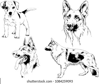 vector drawings sketches pedigree dogs in the racks drawn in ink by hand , objects with no background
