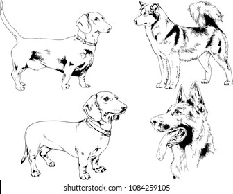 vector drawings sketches pedigree dogs in the racks drawn in ink by hand , objects with no background
