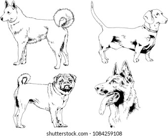 vector drawings sketches pedigree dogs in the racks drawn in ink by hand , objects with no background
