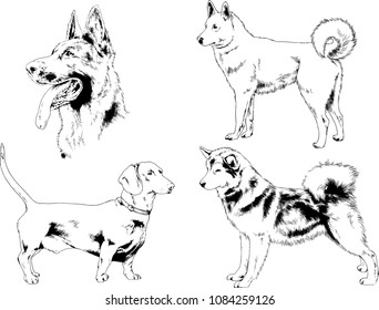 vector drawings sketches pedigree dogs in the racks drawn in ink by hand , objects with no background
