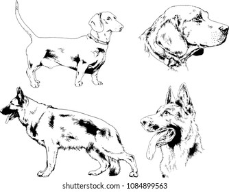 vector drawings sketches pedigree dogs in the racks drawn in ink by hand , objects with no background
