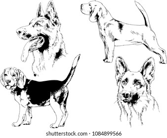 vector drawings sketches pedigree dogs in the racks drawn in ink by hand , objects with no background
