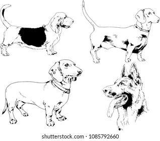 vector drawings sketches pedigree dogs in the racks drawn in ink by hand , objects with no background
