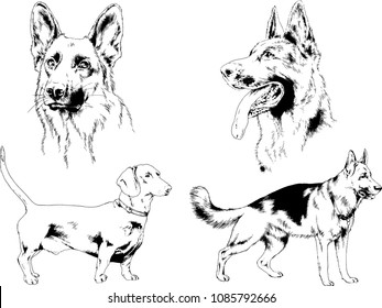 vector drawings sketches pedigree dogs in the racks drawn in ink by hand , objects with no background

