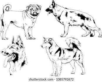 vector drawings sketches pedigree dogs in the racks drawn in ink by hand , objects with no background
