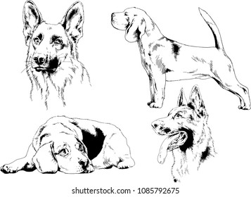 vector drawings sketches pedigree dogs in the racks drawn in ink by hand , objects with no background

