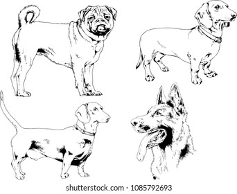 vector drawings sketches pedigree dogs in the racks drawn in ink by hand , objects with no background
