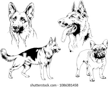 vector drawings sketches pedigree dogs 