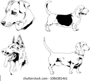 vector drawings sketches pedigree dogs 