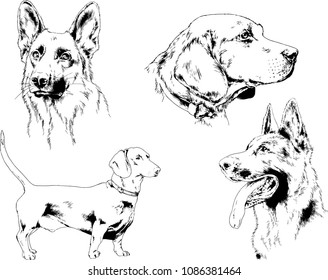 vector drawings sketches pedigree dogs 