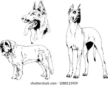 vector drawings sketches pedigree dogs in the racks drawn in ink by hand , objects with no background
