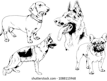 vector drawings sketches pedigree dogs in the racks drawn in ink by hand , objects with no background

