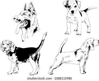 vector drawings sketches pedigree dogs in the racks drawn in ink by hand , objects with no background
