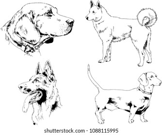 vector drawings sketches pedigree dogs in the racks drawn in ink by hand , objects with no background
